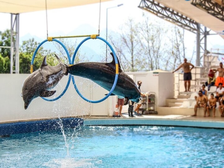 Know More About Dolphin Show Dubai